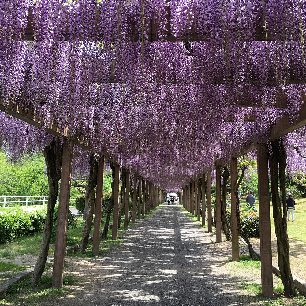 大三島藤公園