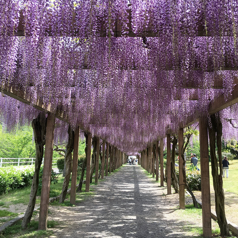 大三島藤公園